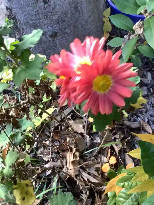 清洲山王宮 日吉神社の自然