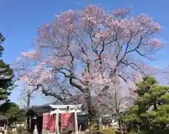 高福寺の自然