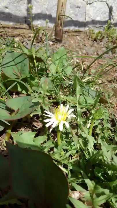 高幡不動尊 金剛寺の自然