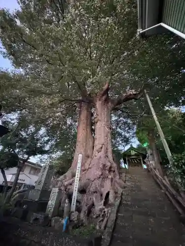 愛宕神社の{uncategorized: "未分類", other: "その他", undefined: "問題あり", building: "その他建物", grave: "お墓", sacred_gate: "鳥居", guardian: "狛犬", statue: "像", buddha: "仏像", history: "歴史", nature: "自然", garden: "庭園", animal: "動物", pagoda: "塔", temizu: "手水舎", mountain_gate: "山門・神門", sanctuary: "本殿・本堂", subordinate: "末社・摂社", art: "芸術", scenery: "景色", jizo: "地蔵", ema: "絵馬", goshuin: "御朱印", omikuji: "おみくじ", items: "授与品その他", amulet: "お守り", goshuincho: "御朱印帳", eats: "食事", festival: "お祭り", votive_dance: "神楽", shichigosan: "七五三参", wedding: "結婚式", experience: "体験その他", initially: "初詣", around: "周辺", anti_infection: "感染症対策"}