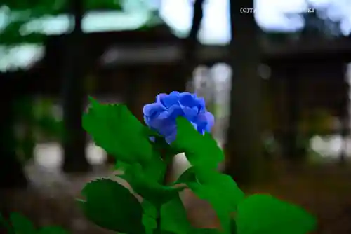篠原八幡神社(神奈川県)