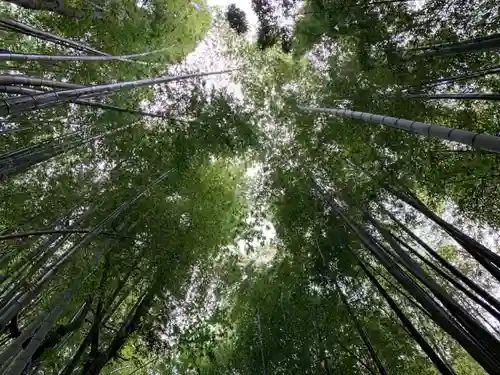 妙提寺の自然