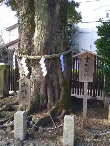 八幡大神社の自然