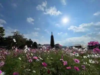 般若寺 ❁﻿コスモス寺❁(奈良県)