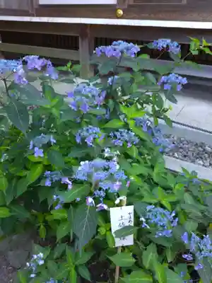 高幡不動尊　金剛寺(東京都)