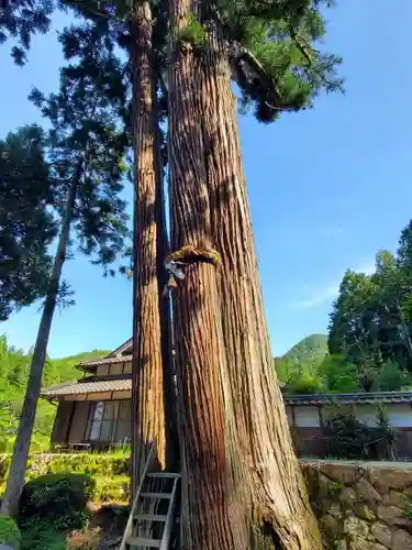 新井神社の自然