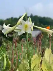 龍光寺の自然