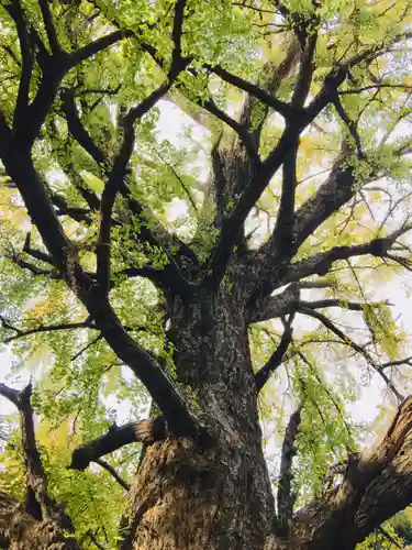鬼子母神堂　(法明寺）の自然