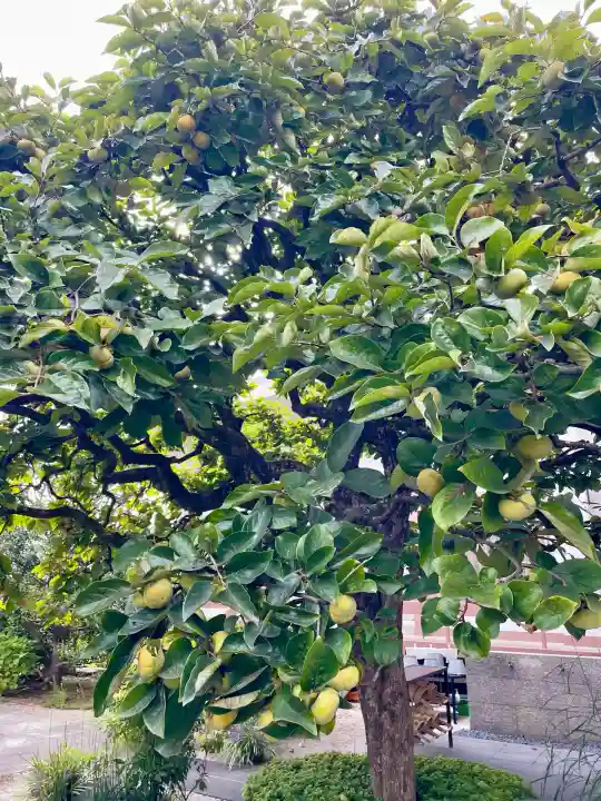 花蔵院(東京都)