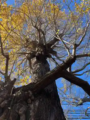 朝日氷川神社(埼玉県)