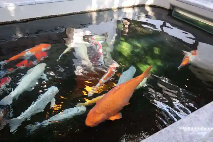 大聖観音寺(あびこ観音)の動物