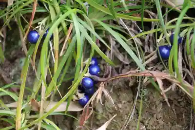 大六天麻王神社の自然