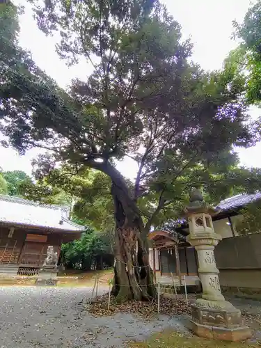 白鳥神社（白鳥町）の自然