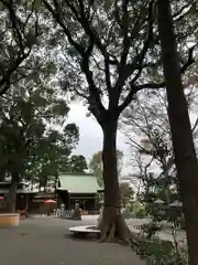 星川杉山神社の自然