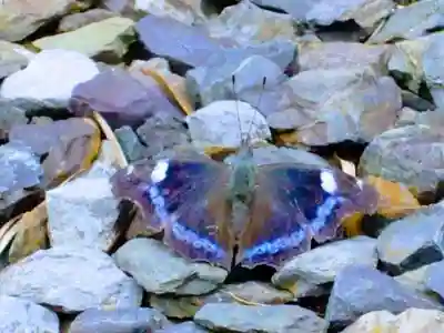 八街神社(千葉県)