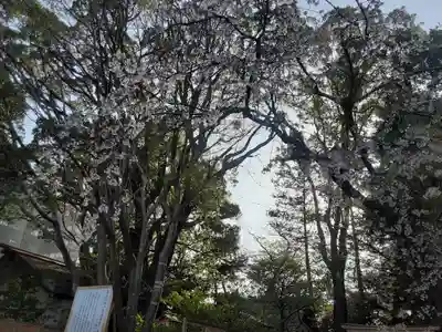伊勢山皇大神宮(神奈川県)