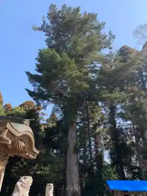 大椎八幡神社の自然
