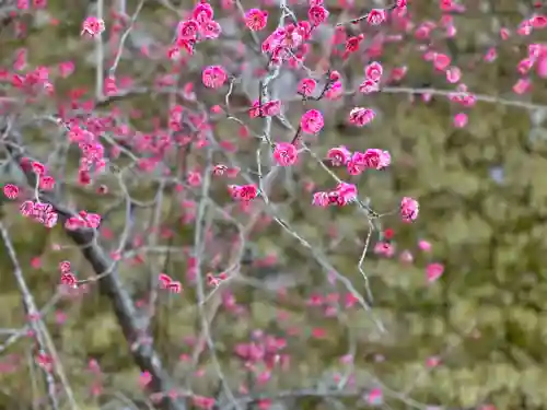 大山阿夫利神社の自然