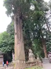 戸隠神社中社の自然