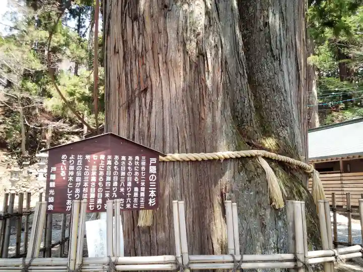 戸隠神社中社の自然