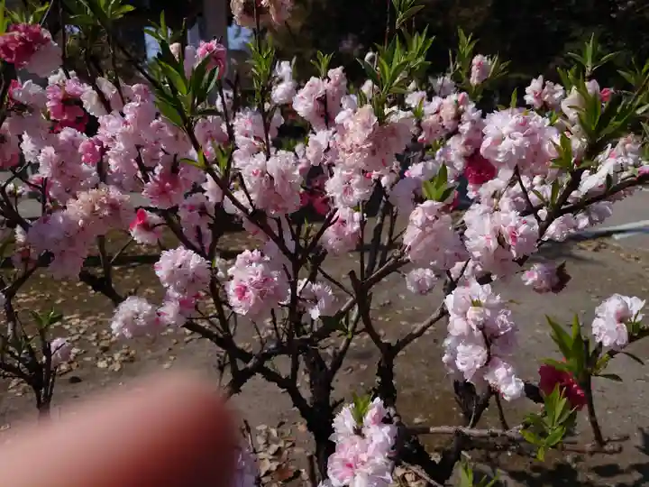 真清田神社の自然