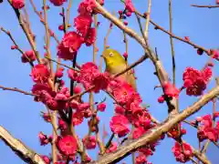 亀戸天神社の動物