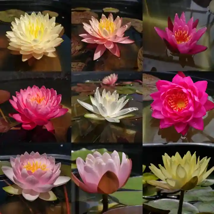 極楽山 浄土寺の自然