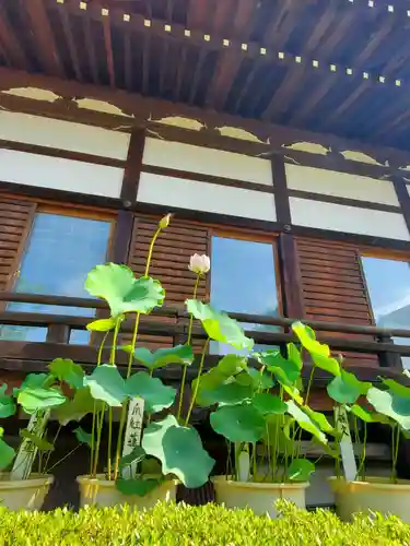 善導寺(福島県)