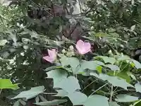 阿佐ヶ谷神明宮(東京都)