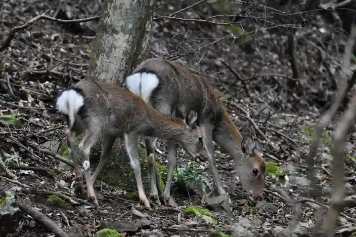 大山阿夫利神社の動物
