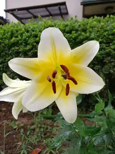 本郷氷川神社の自然