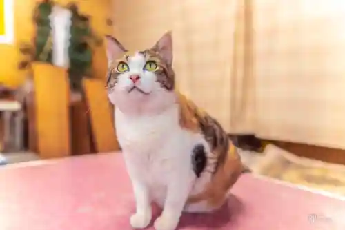 賀茂別雷神社の動物