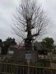 瀧泉寺（目黒不動尊）の自然