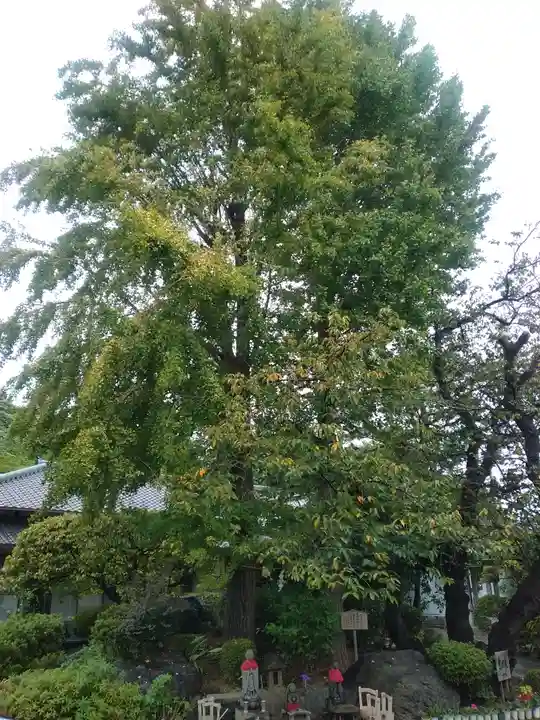 養源寺(東京都)