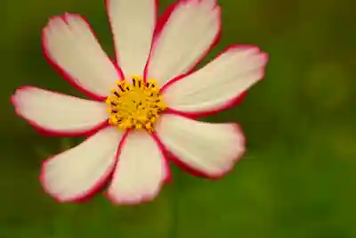 般若寺 ❁﻿コスモス寺❁(奈良県)