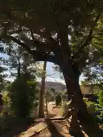 大宮神社の自然