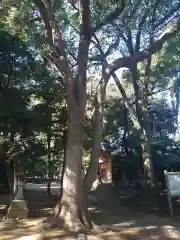 氷川女體神社の自然