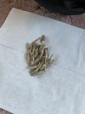 一心寺・一心禅寺(愛知県)