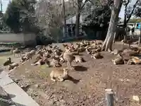 東大寺(奈良県)