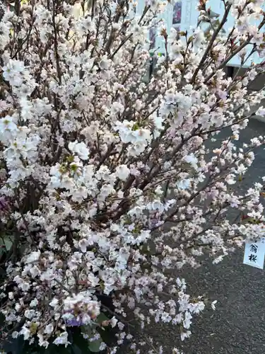眞性寺(東京都)