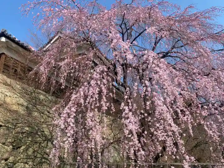 眞田神社の{uncategorized: "未分類", other: "その他", undefined: "問題あり", building: "その他建物", grave: "お墓", sacred_gate: "鳥居", guardian: "狛犬", statue: "像", buddha: "仏像", history: "歴史", nature: "自然", garden: "庭園", animal: "動物", pagoda: "塔", temizu: "手水舎", mountain_gate: "山門・神門", sanctuary: "本殿・本堂", subordinate: "末社・摂社", art: "芸術", scenery: "景色", jizo: "地蔵", ema: "絵馬", goshuin: "御朱印", omikuji: "おみくじ", items: "授与品その他", amulet: "お守り", goshuincho: "御朱印帳", eats: "食事", festival: "お祭り", votive_dance: "神楽", shichigosan: "七五三参", wedding: "結婚式", experience: "体験その他", initially: "初詣", around: "周辺", anti_infection: "感染症対策"}
