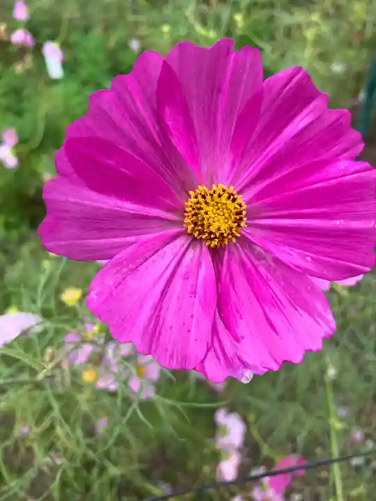 般若寺 ❁コスモス寺❁(奈良県)