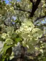 相模原氷川神社(神奈川県)