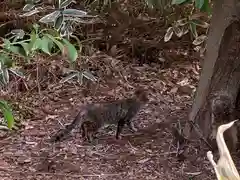 玉村八幡宮の動物