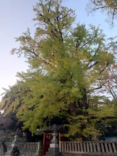 一之宮貫前神社(群馬県)