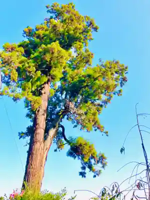 太平山神社(栃木県)