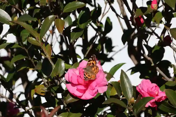 大鏑神社の動物