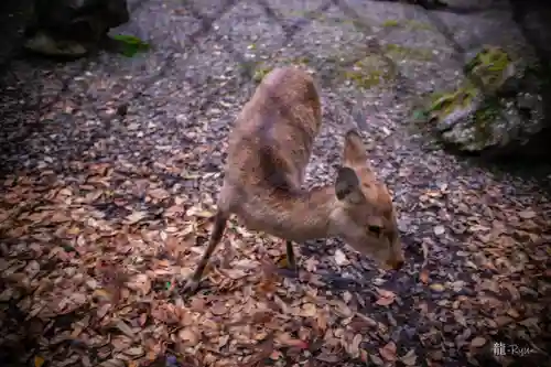 彌彦神社(新潟県)