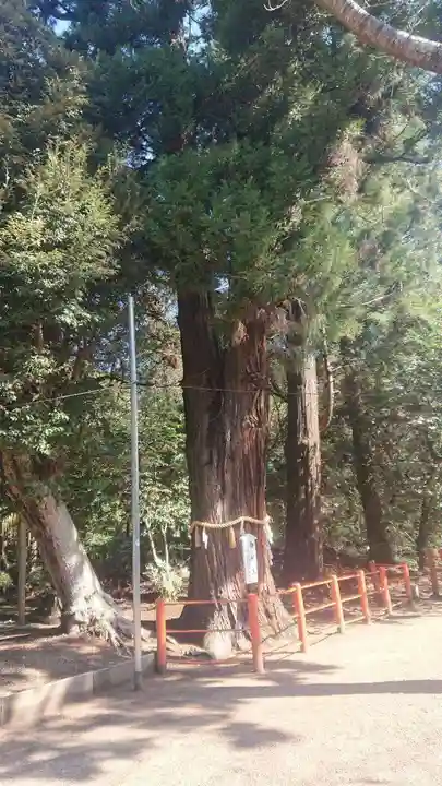 息栖神社の自然