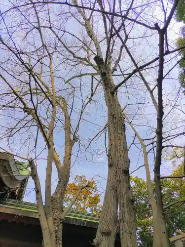 大乃伎神社の自然